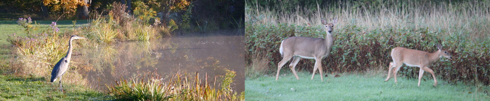 Wildlife at Sawmill Golf Course