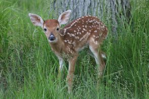 Scenic shot of Deer on the Golf Course