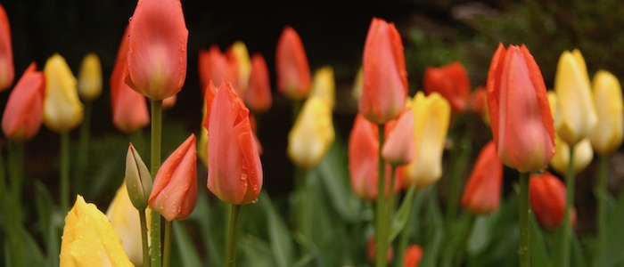 Course Open - Spring Rates!
